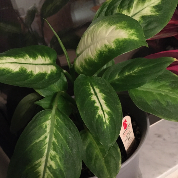 Dieffenbachia 'Camille' plant with variegated green and white leaves in a pot.