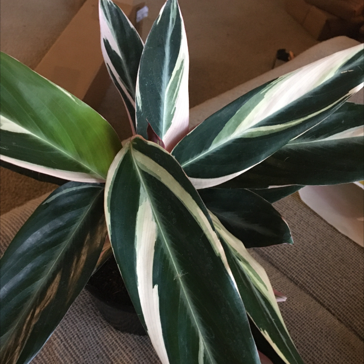 Triostar Stromanthe plant with variegated green, white, and pink leaves.