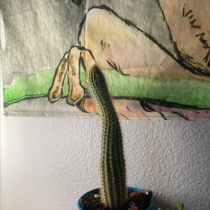 Golden Torch plant photo by Karin named Wade on Greg, the plant care app.