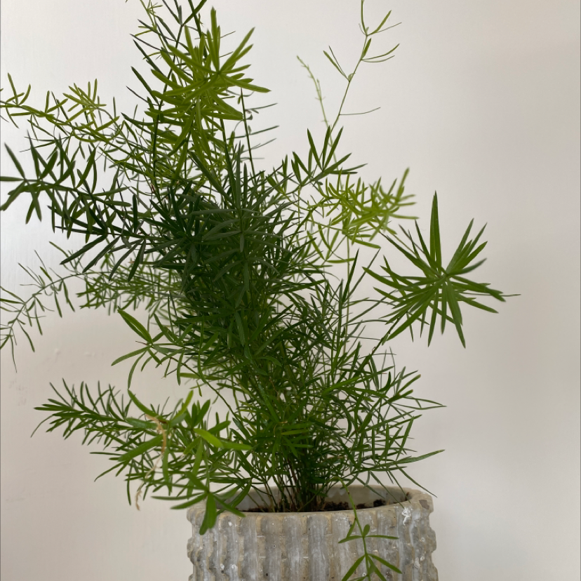Potted Sprenger's Asparagus plant with healthy, green needle-like leaves.