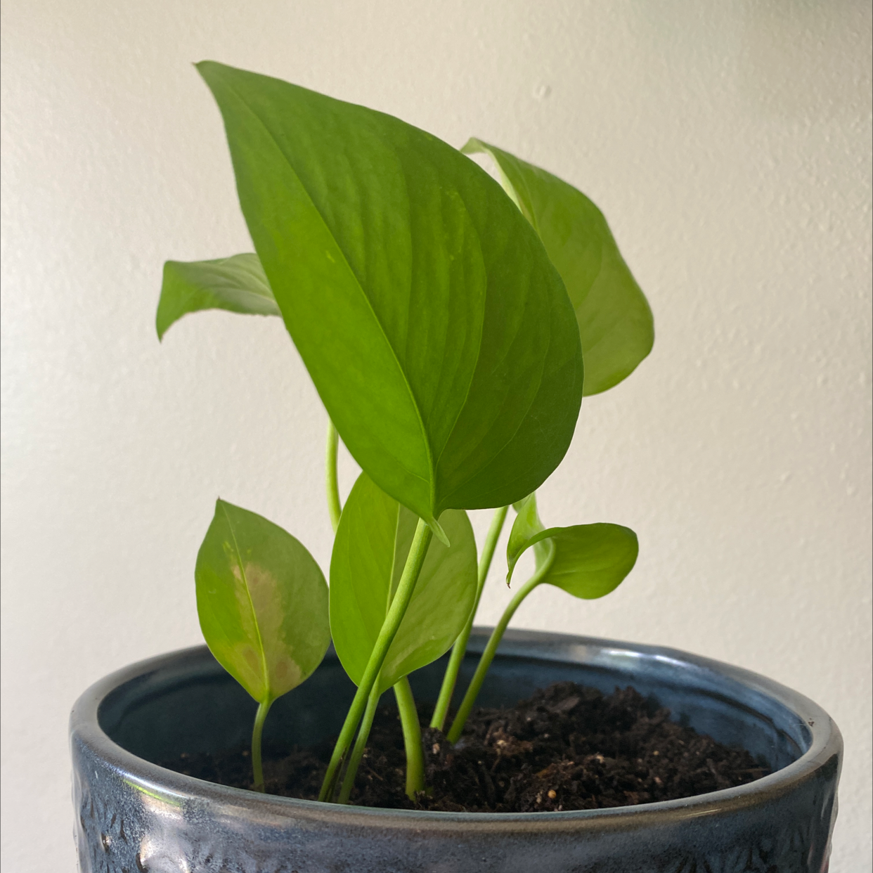 Photo of the plant species Jade Pothos by @oliviasim named Wilbert on Greg, the plant care app