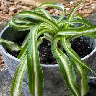 Curly Spider Plant plant in Baton Rouge, Louisiana