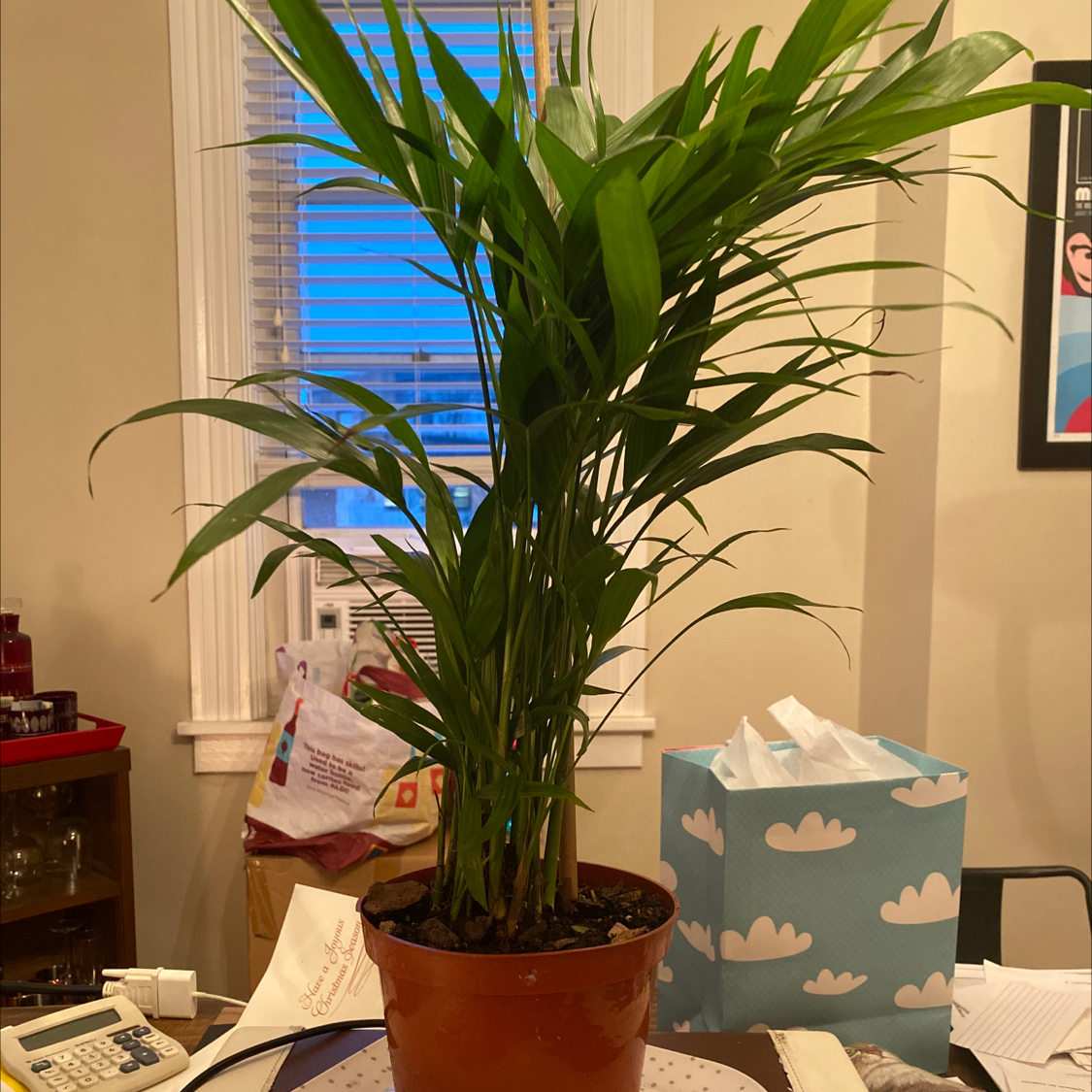 Healthy Kentia Palm in brown ceramic pot near window, with vibrant green arching fronds and no signs of disease or issues.