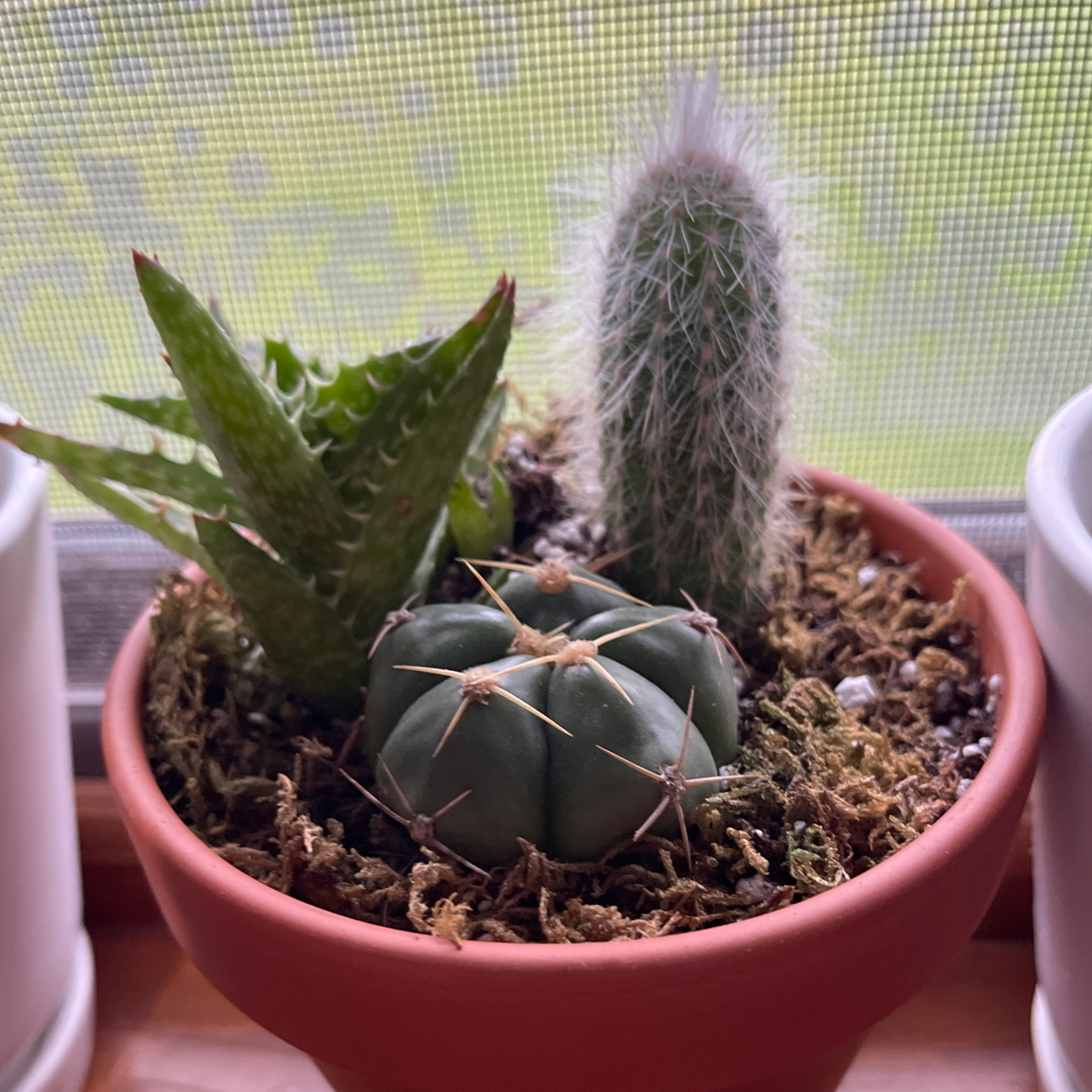 Photo of the plant species Devil's Pincushion by @cucumbermint named shakira on Greg, the plant care app