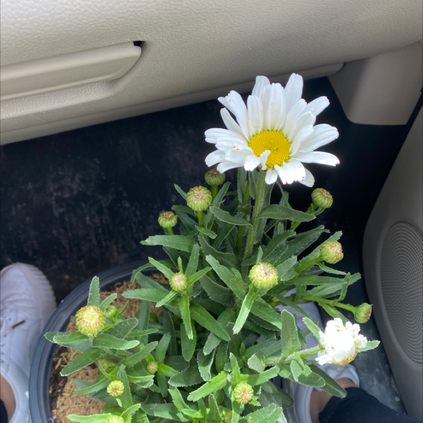 Max Chrysanthemum plant with green leaves and white flowers in a pot, visible soil.