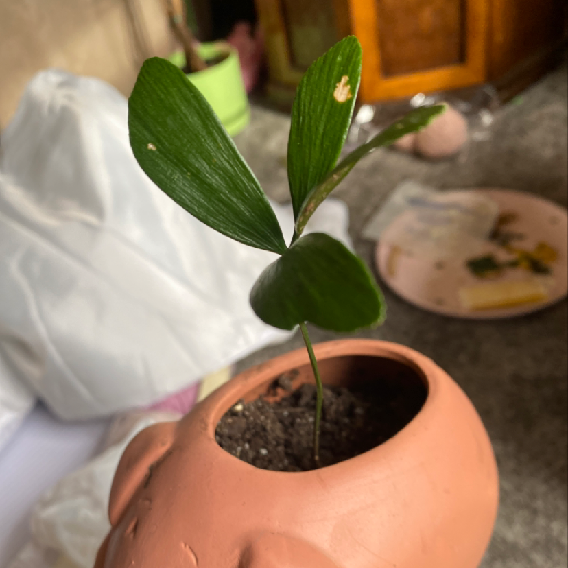 Cardboard Palm plant in a pot with healthy green leaves and visible soil.