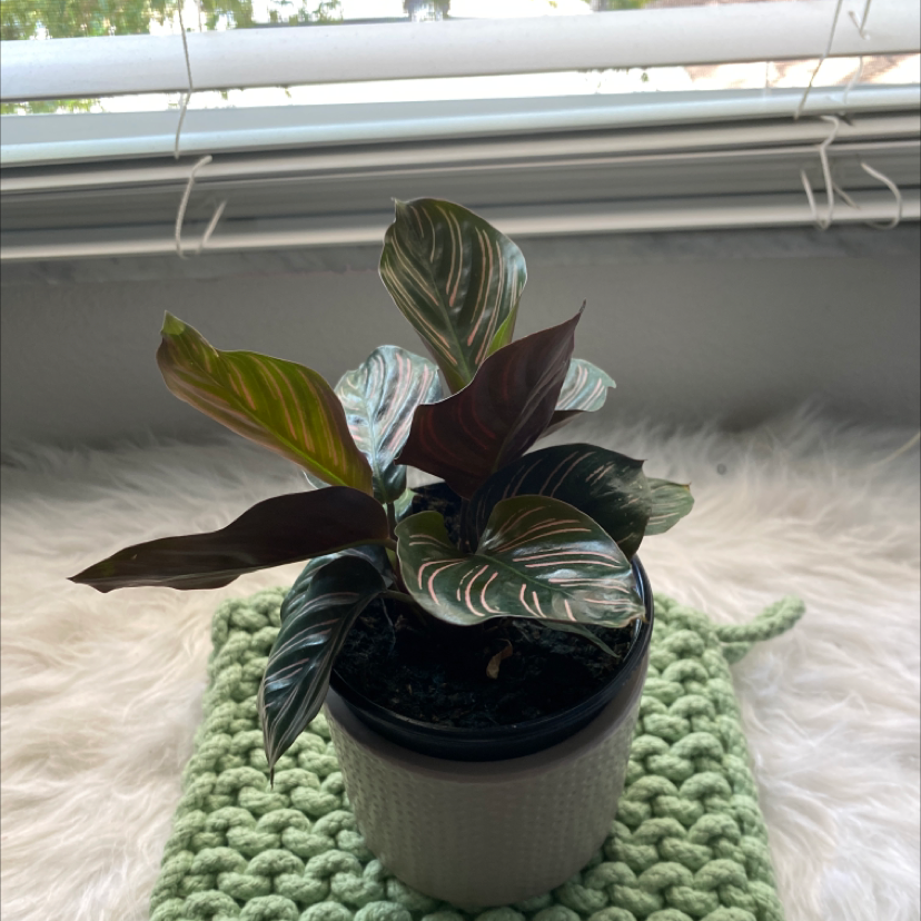 Pinstripe Calathea plant photo by Ryah named Lilo on Greg, the plant care app.