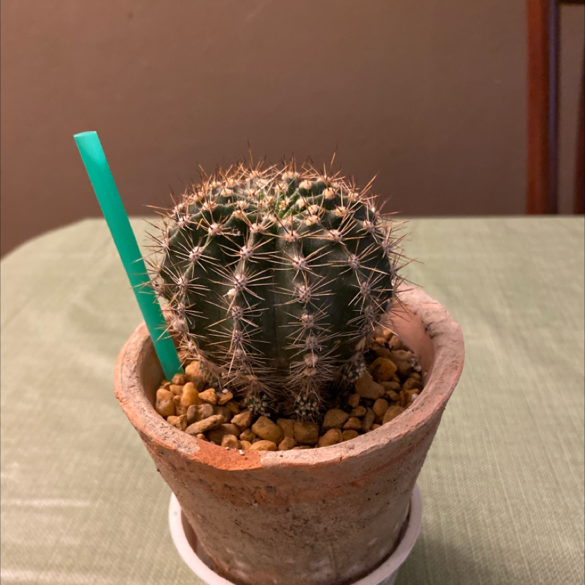 Blue Barrel Cactus in a pot with gravel and a green straw inserted.
