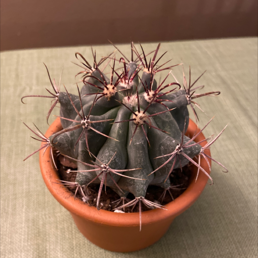 Devil's Pincushion cactus in a terracotta pot with visible spines.