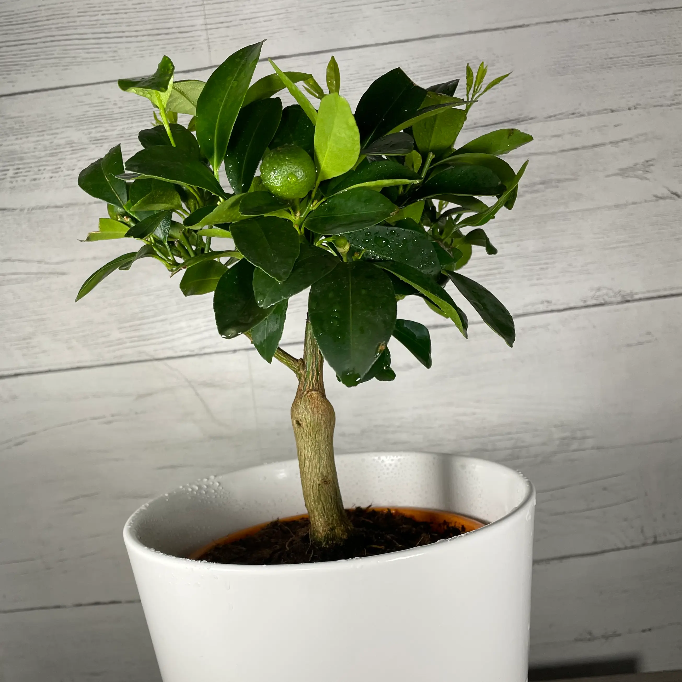 Potted Calamondin plant with healthy green leaves in a white pot.