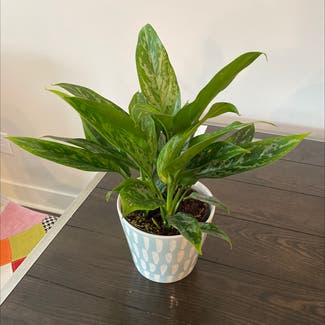 Chinese Evergreen plant in Taylors, South Carolina
