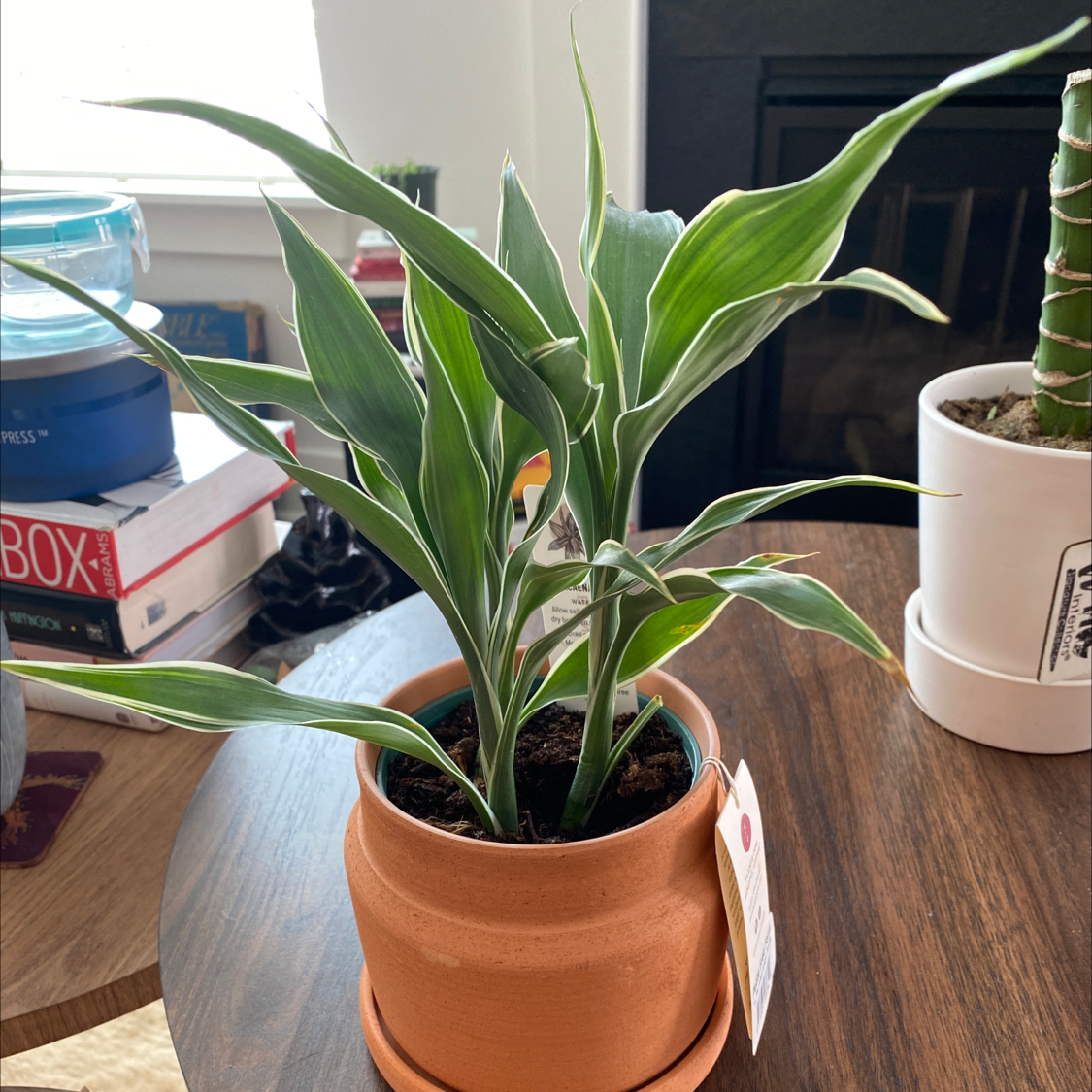 Healthy Song of India plant with vibrant green and white striped leaves in a terracotta pot, surrounded by books and other plants.