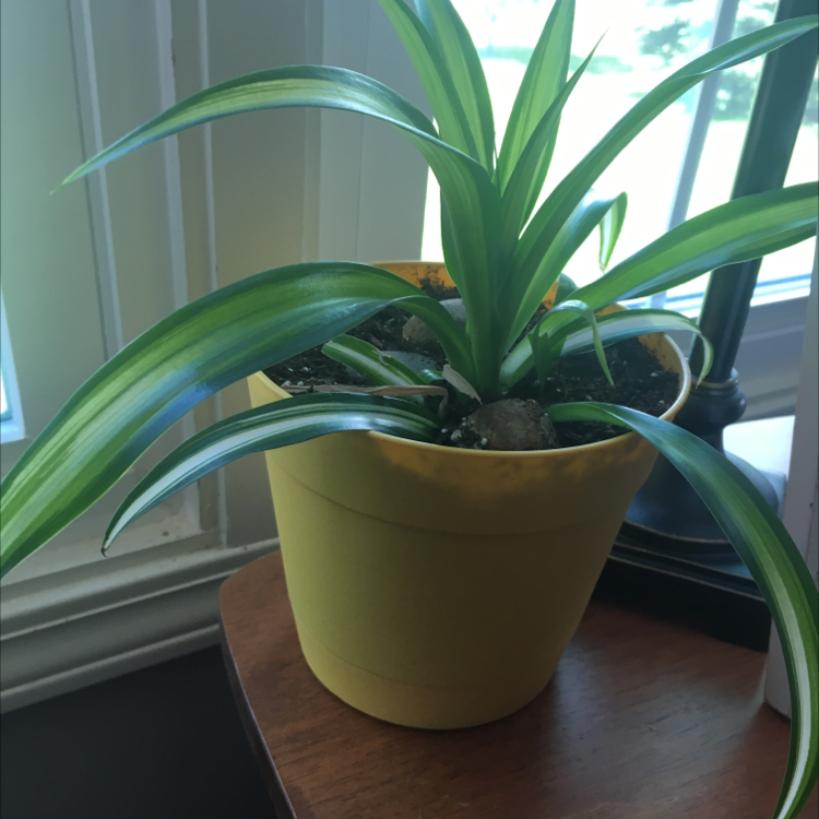 Spider Plant plant photo by @tay2025 named Peter Parker on Greg, the plant care app.