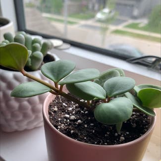 Baby Rubber Plant plant in Brant, Ontario