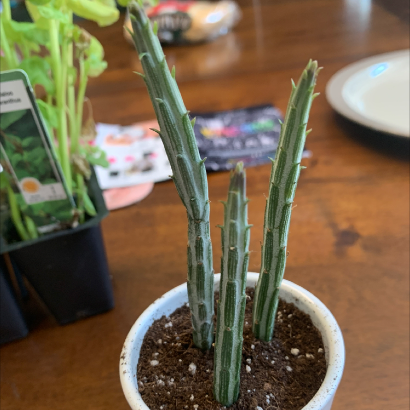 Photo of the plant species Carrion flower by @brookeeddy named gillbert on Greg, the plant care app