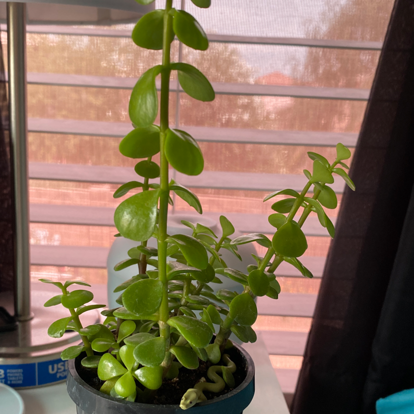 Porkbush plant photo by @Valeria named Daphne on Greg, the plant care app.