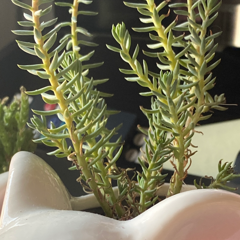 Jenny's Stonecrop plant photo by @Valeria named Apollo on Greg, the plant care app.
