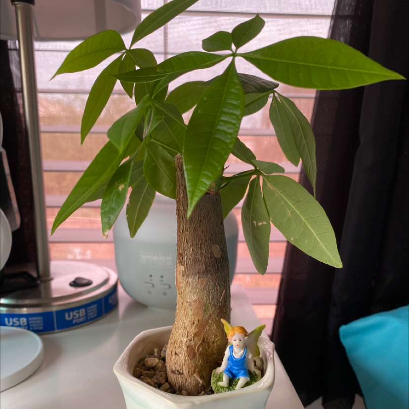Money Tree plant photo by @Valeria named Zeus on Greg, the plant care app.