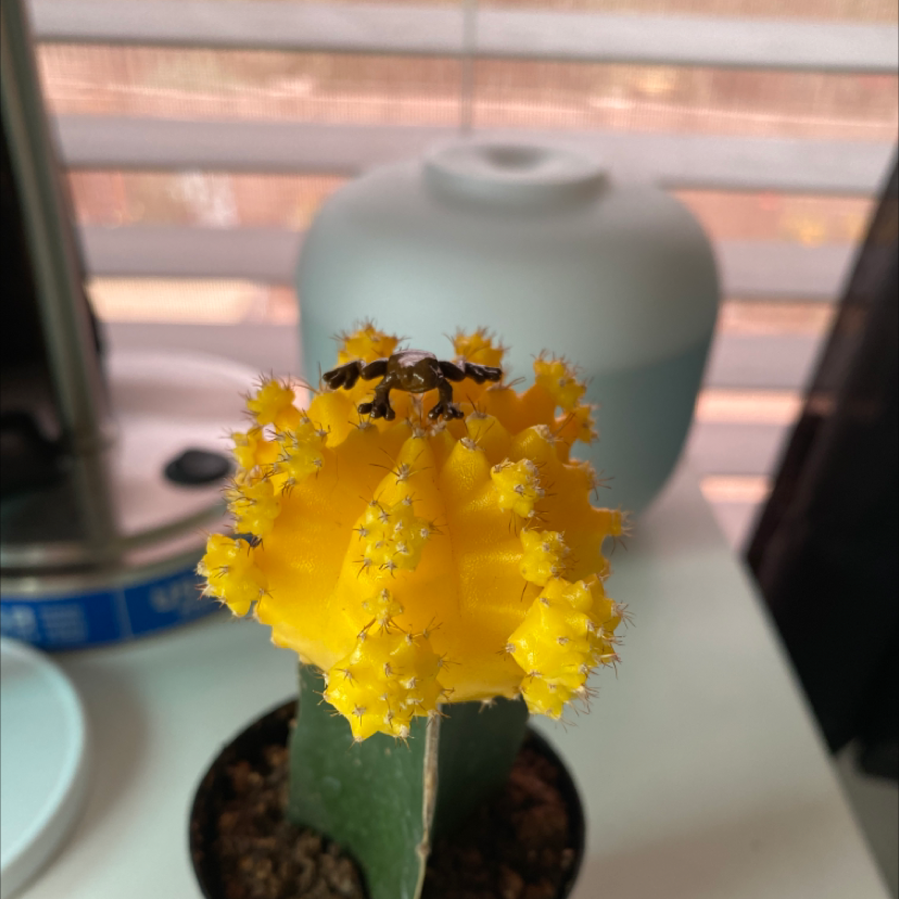 Moon Cactus plant photo by @Valeria named Walter on Greg, the plant care app.