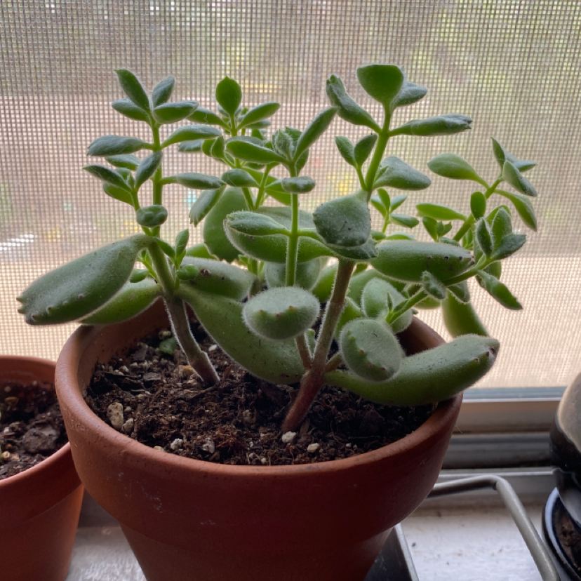 Bear's Paw plant photo by @Valeria named Darwin on Greg, the plant care app.