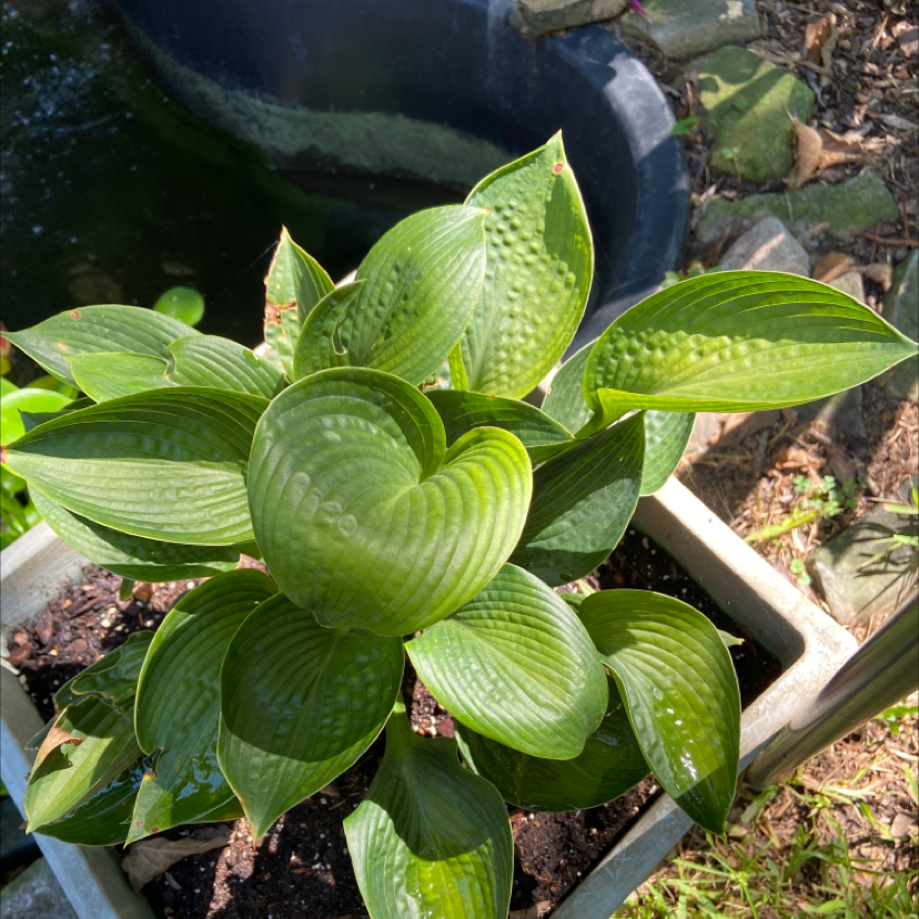 Healthy Siebold's Plantain Lily with vibrant green leaves in a pot.