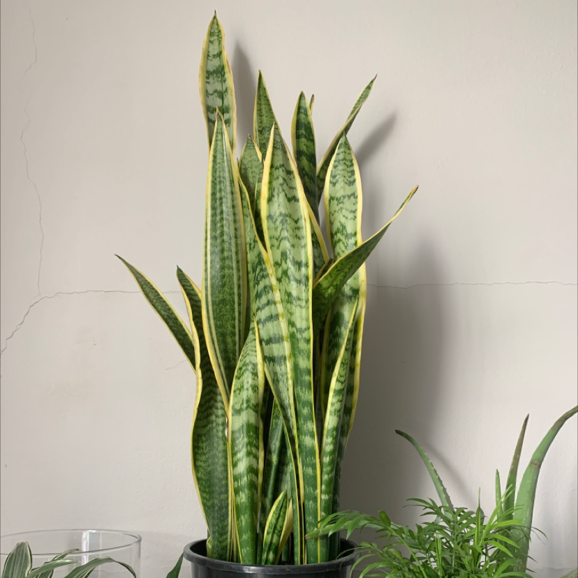 Snake Plant plant photo by Liz named Luna on Greg, the plant care app.