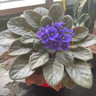 African Violet plant in Amarillo, Texas