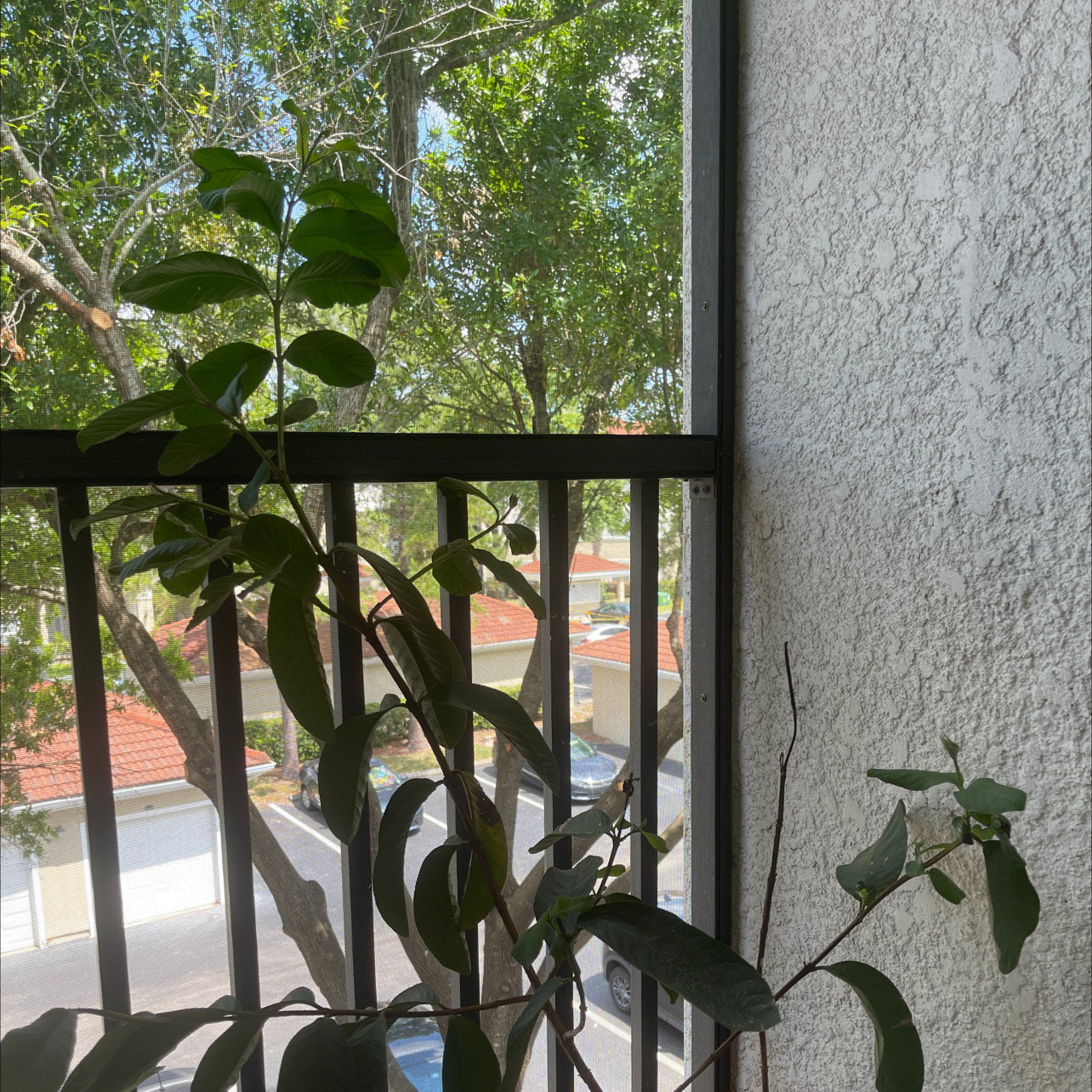 Guava tree on a balcony with green leaves and a view of buildings in the background.