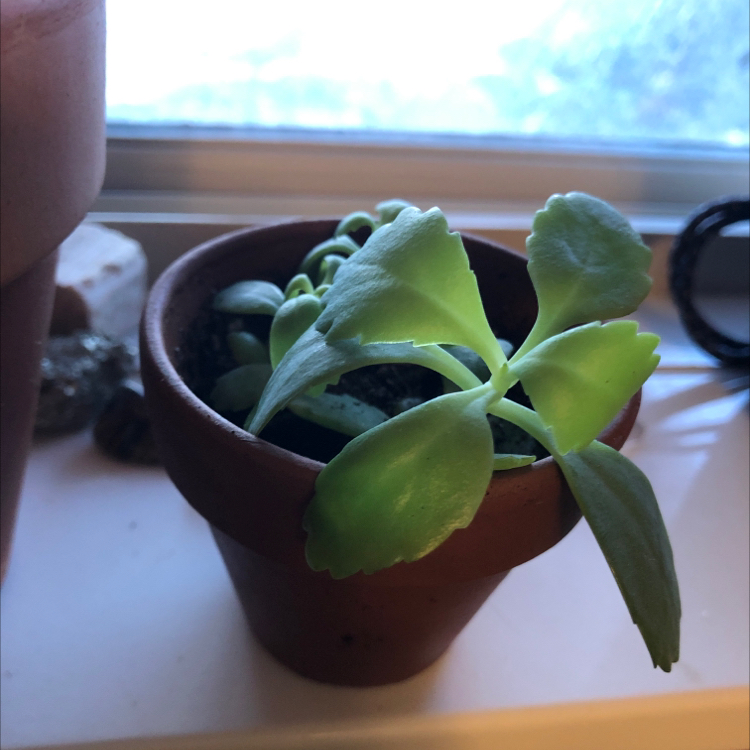 Healthy Kalanchoe daigremontiana plant with narrow green leaves and tiny plantlets along leaf margins, in a small terracotta pot on a windowsill.