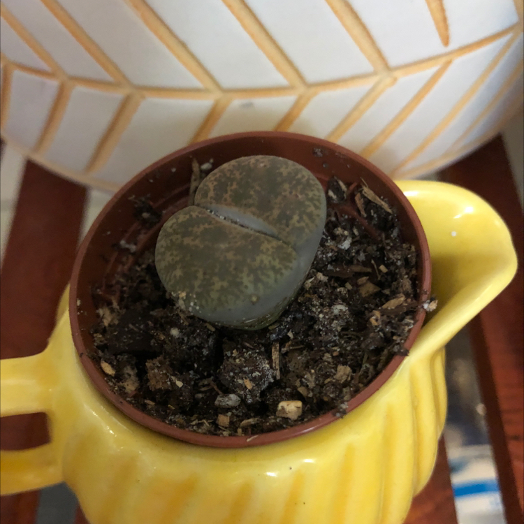 A healthy Lithops plant, also known as Hottentot Bread, in a small pot with visible soil.