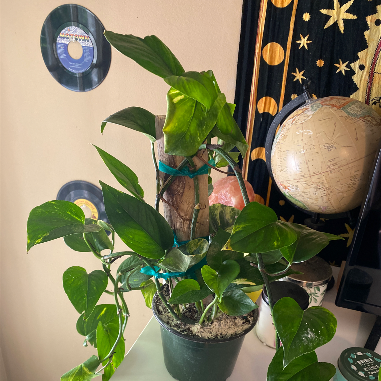 Taro Vine plant photo by @jessarieee named samantha on Greg, the plant care app.