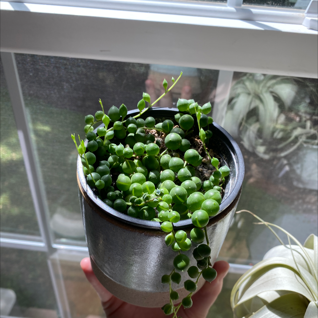 String of Pearls plant photo by @jessarieee named orange julius on Greg, the plant care app.