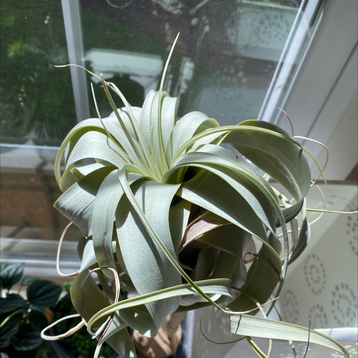 Blushing Bride Air Plant plant photo by @jessarieee named perci on Greg, the plant care app.