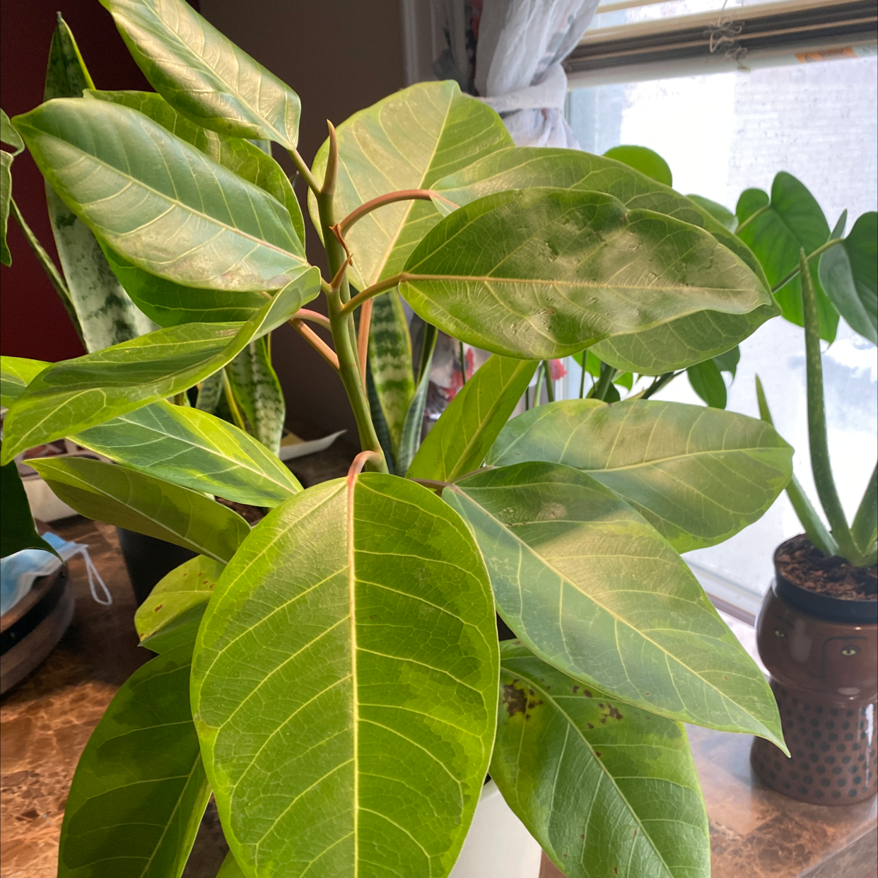 Photo of the plant species Council Tree by @TATMOM69 named Betty on Greg, the plant care app