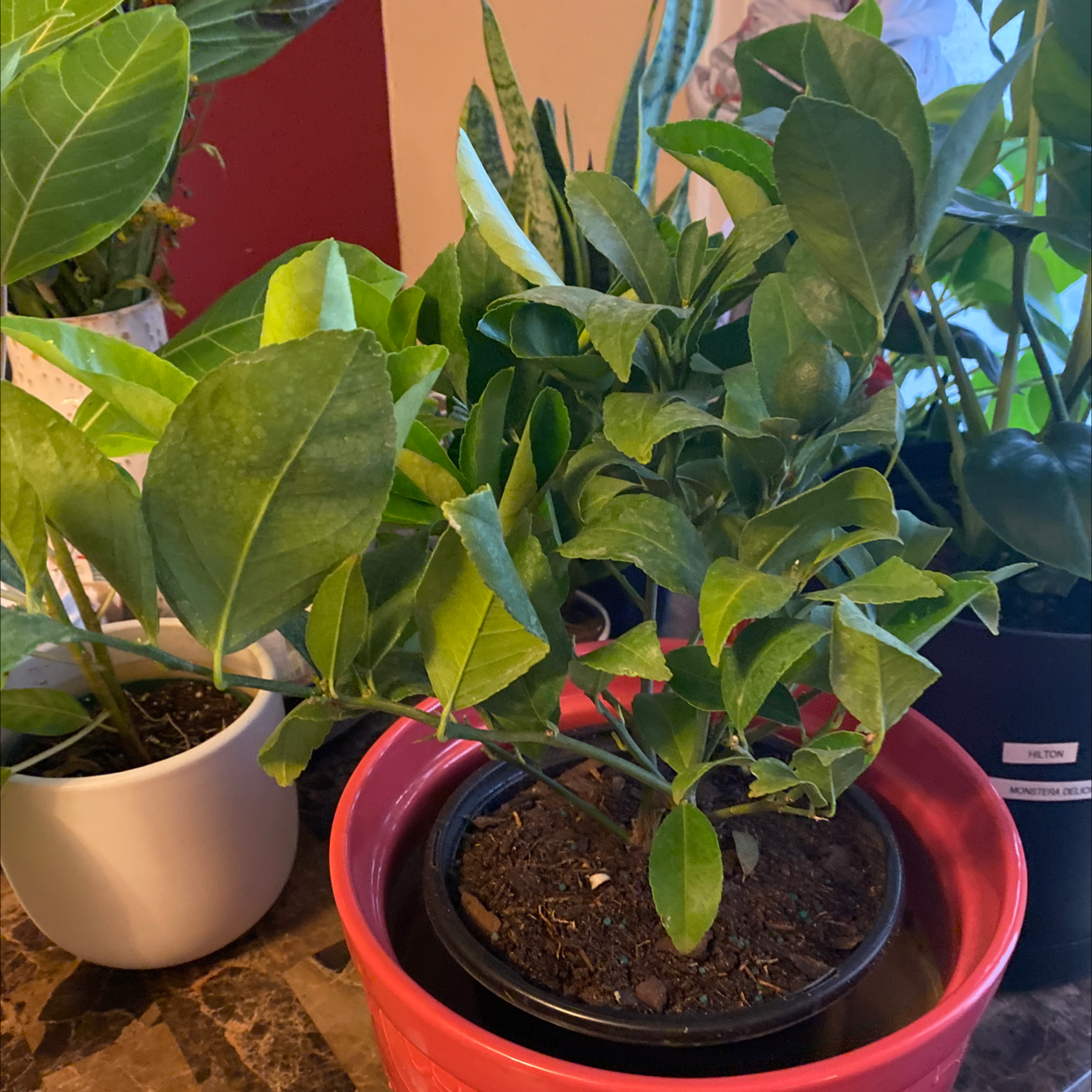 Photo of the plant species Meyer Lemon Tree by @TATMOM69 named Lemmy on Greg, the plant care app