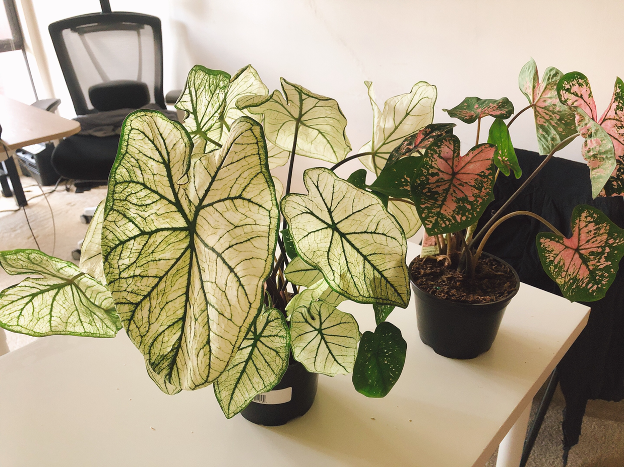 Photo of the plant species White Christmas Angel Wings by Pinacolala named 彩芋叶 on Greg, the plant care app