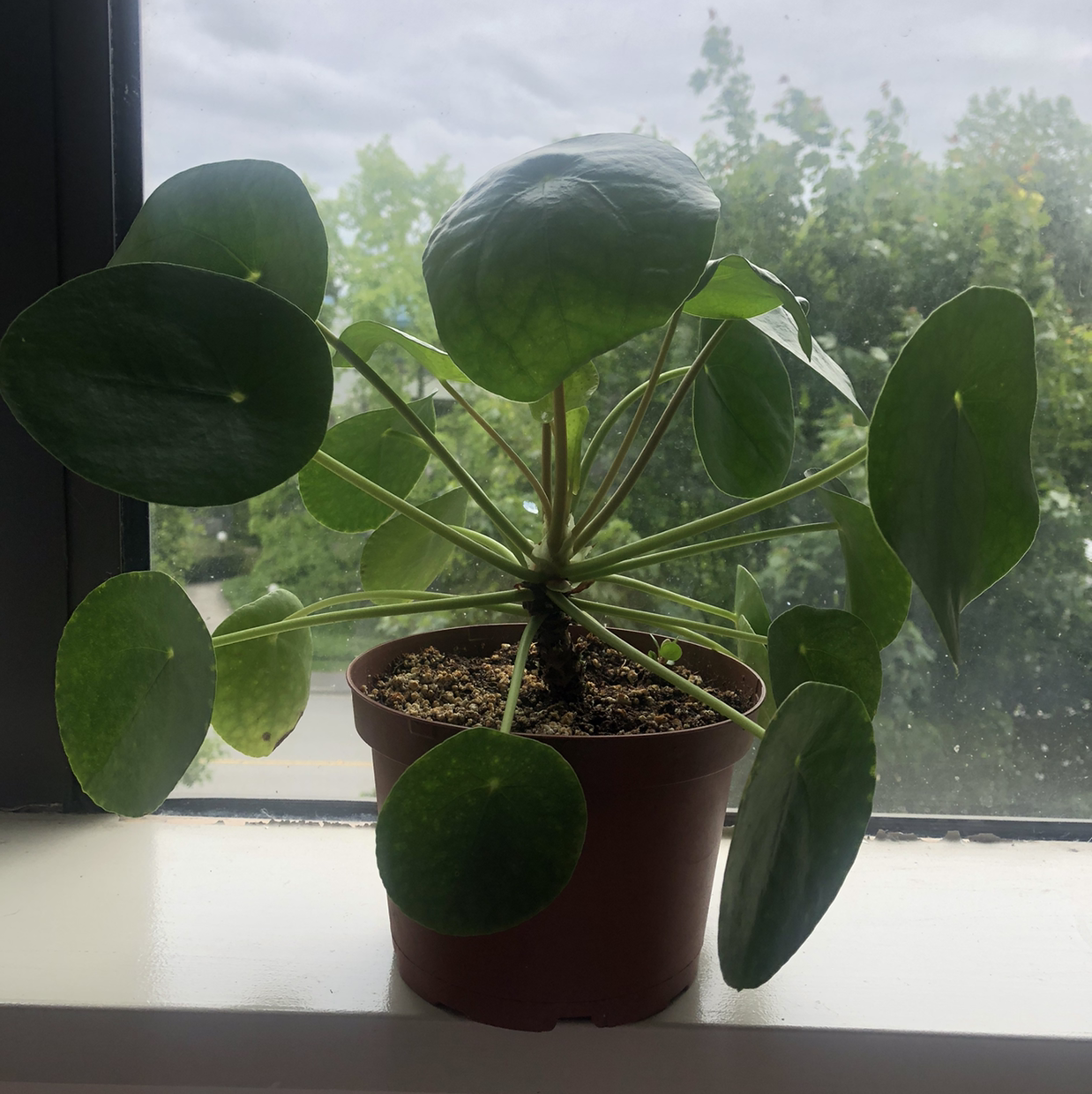 Chinese Money Plant plant photo by Pinacolala named 镜面草 on Greg, the plant care app.