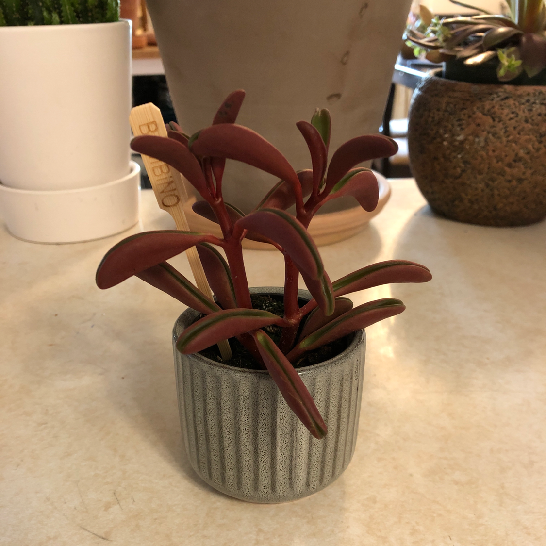Peperomia graveolens 'Ruby Glow' plant in a small pot with vibrant red and green leaves.