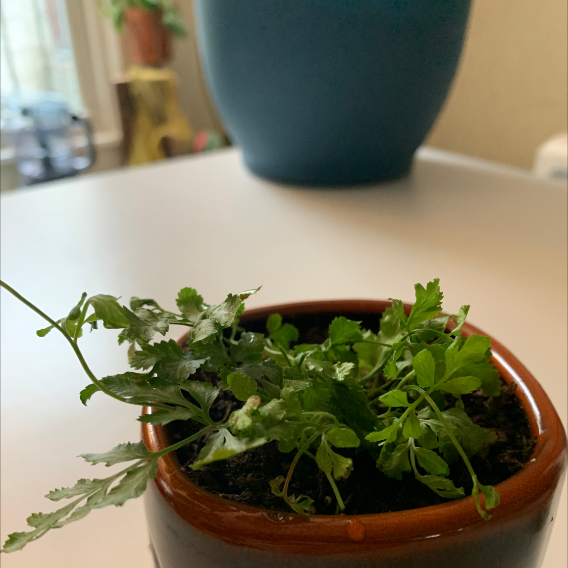 Brake Fern plant photo by @sagemduffy named dead on Greg, the plant care app.