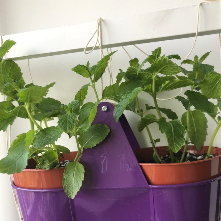 Lemon Balm plant in two pots within a purple hanging planter, appearing healthy.