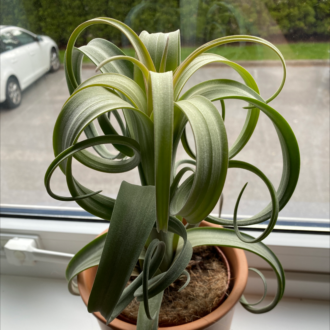 Photo of the plant species Curly Slim Air Plant by @vicmeow named Swirly on Greg, the plant care app