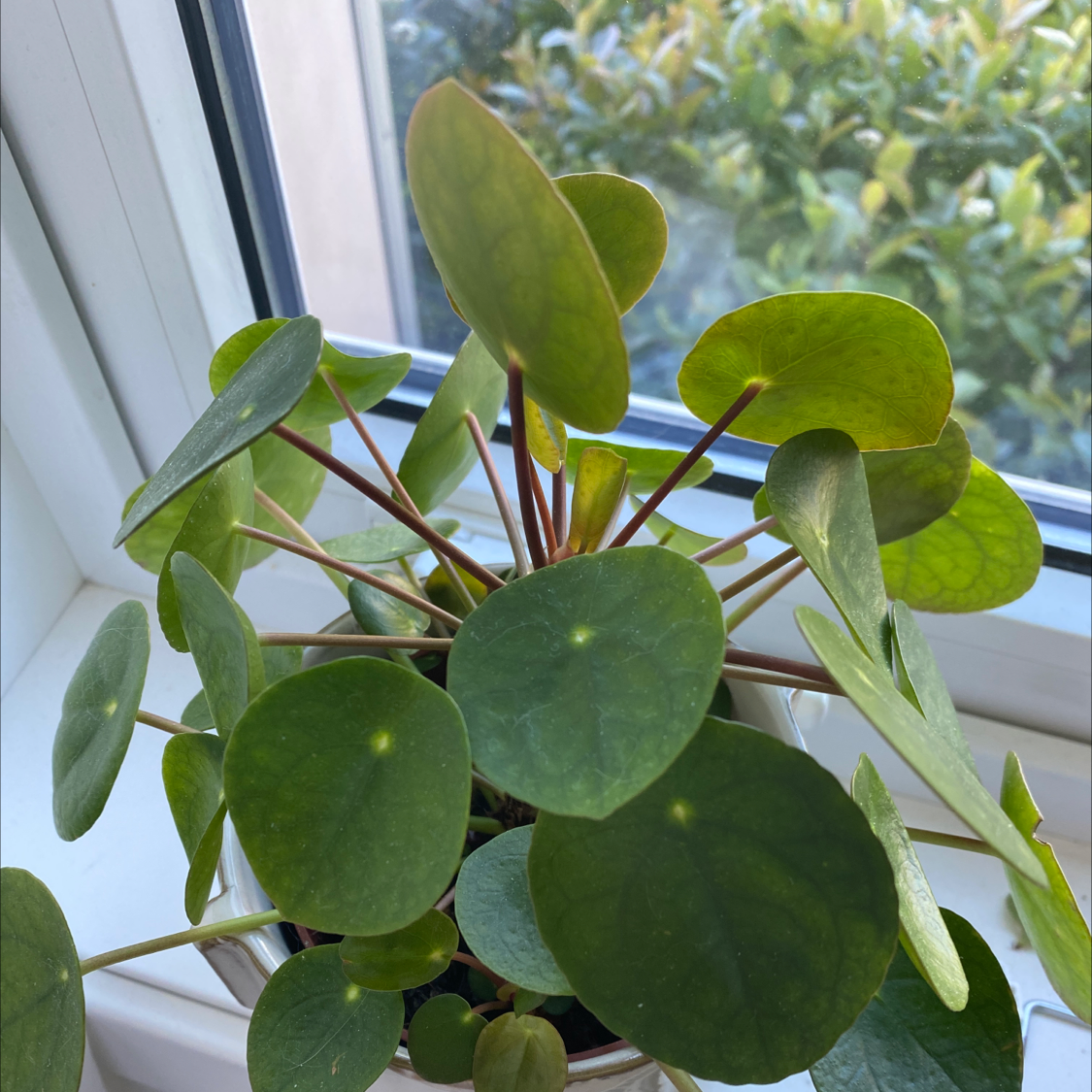 Chinese Money Plant plant photo by @vicmeow named Pilly on Greg, the plant care app.