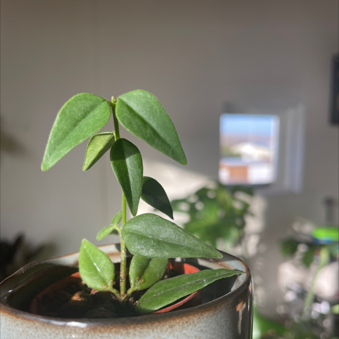 Hoya Bella plant in a small pot with vibrant green leaves, well-focused and well-framed.