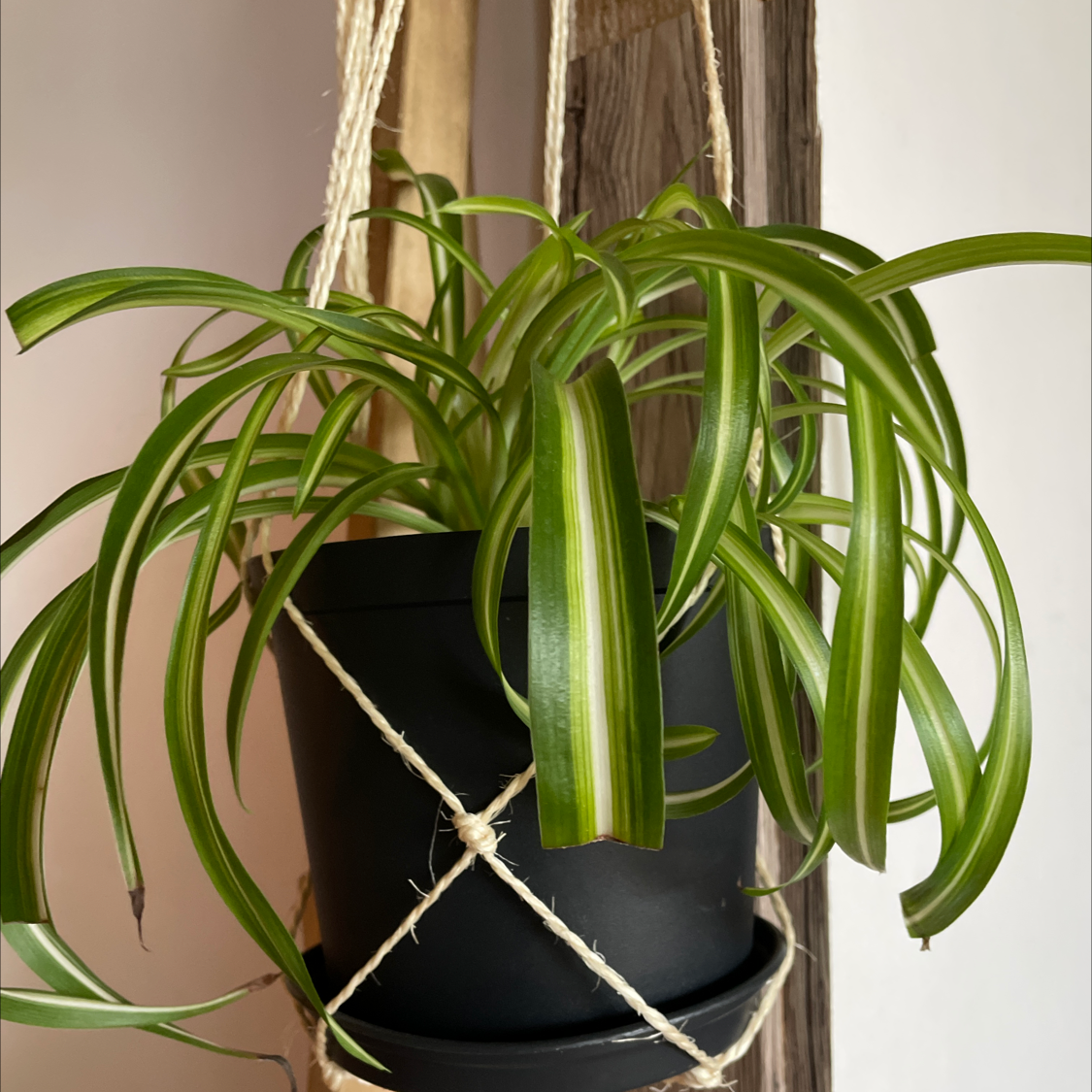 Curly Spider Plant in a black pot suspended by a rope hanger, with vibrant green leaves.