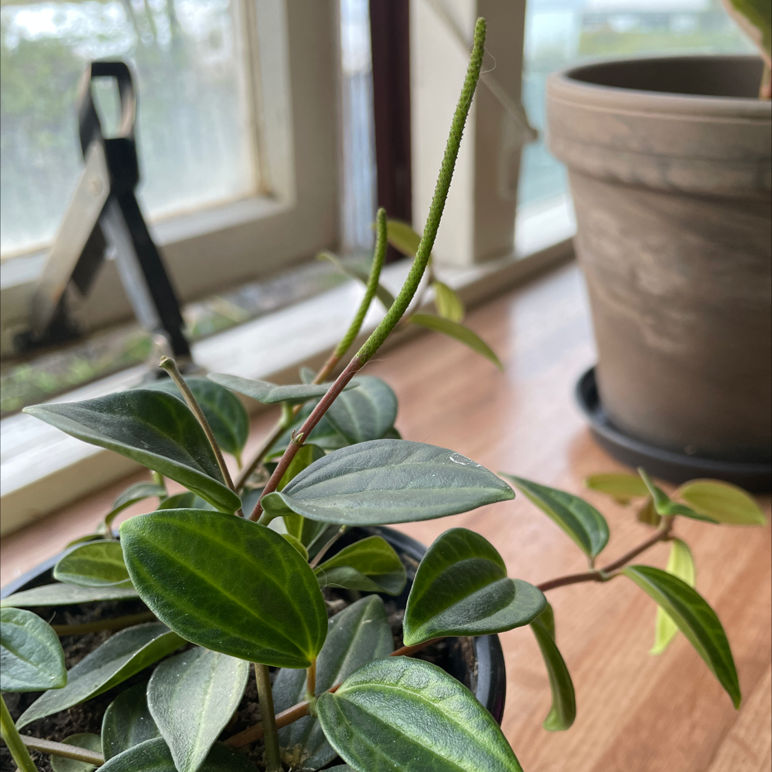 Beetle Peperomia plant in a pot near a window, showing healthy green leaves.