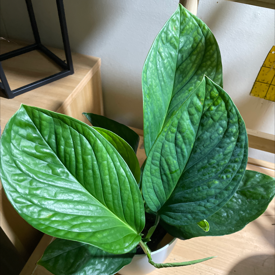 Monstera pinnatipartita plant with large, glossy green leaves.