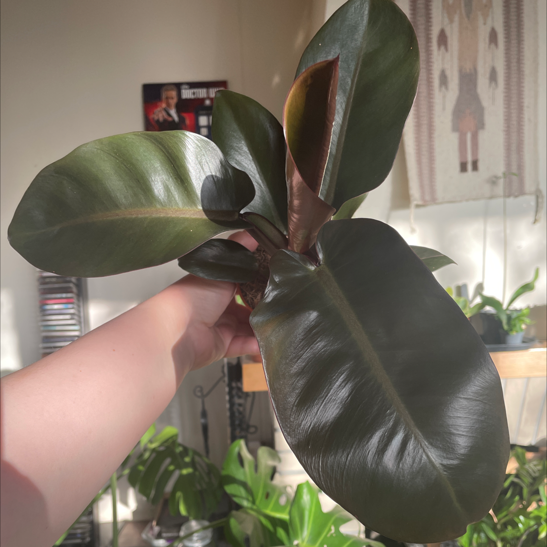 Philodendron 'Black Cardinal' with dark, glossy leaves held by a hand.