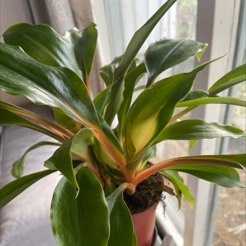 Photo of the plant species Green Orange Spider Plant by Fríða named Morgan Treeman on Greg, the plant care app
