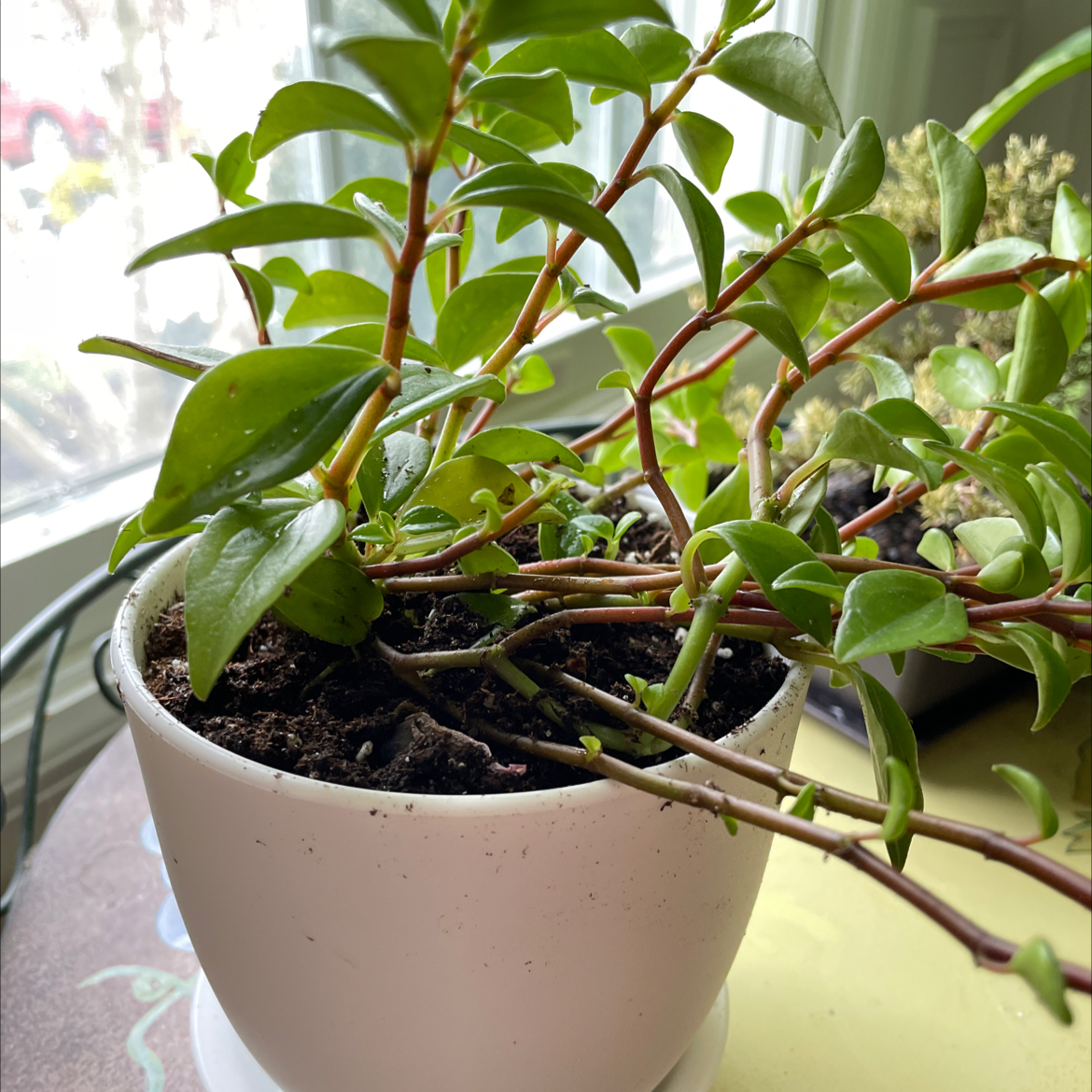 Radiator Plant in a white pot with visible soil, healthy green leaves, and no signs of disease.