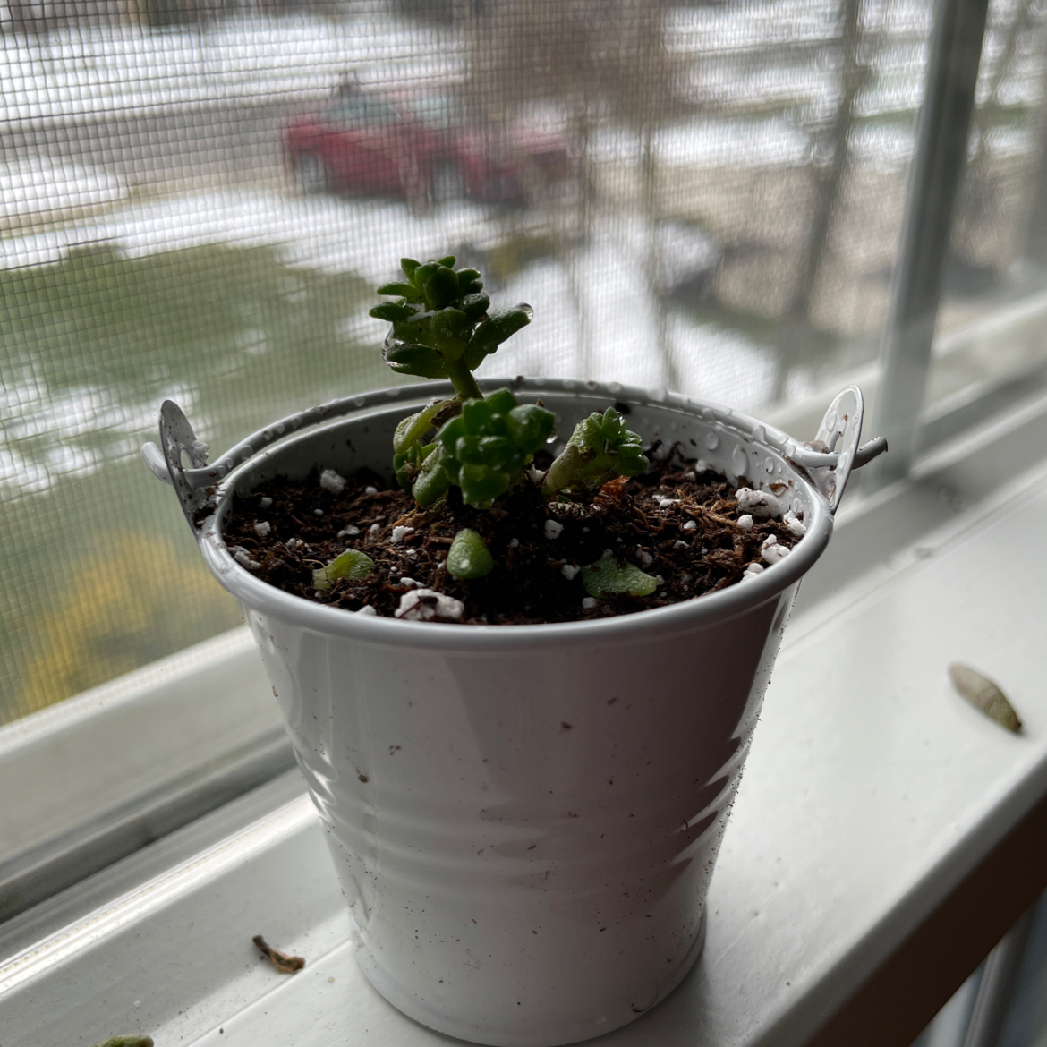 Cobweb Hens and Chicks plant in a white pot on a windowsill.